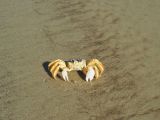 Beach Crab