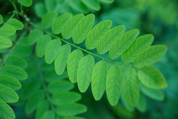 Robinia pseudoacacia leaves as a background texture. Selective soft focus