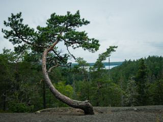 pine tree in the tiveden national park