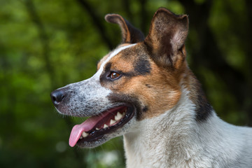 Portrait of a stray homeless dog close-up