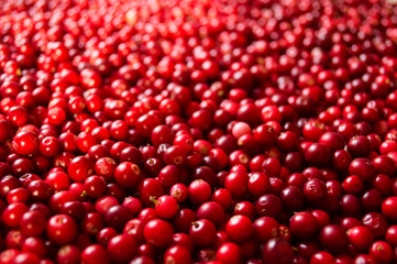 Lingonberry background. Top view. Red fresh background.