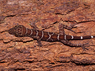 Peters's bow-fingered gecko (Cyrtodactylus consobrinus) in Bako national park, Borneo, Malaysia