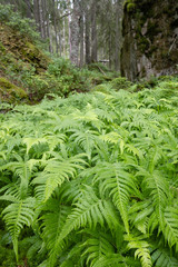 ferns in the forest