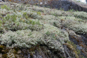 White moss names reindeer lichen
