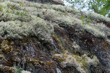 White moss names reindeer lichen