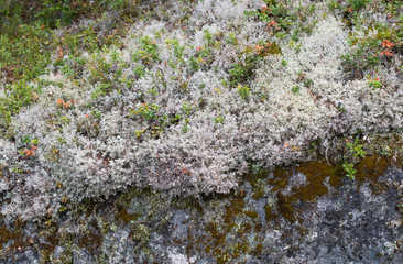 White moss names reindeer lichen