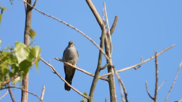 Kuckuck&nbsp;(Cuculus canorus)