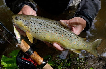 Just catched brown trout close u