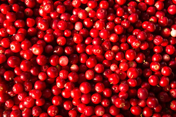 Lingonberry background. Top view. Red fresh background.