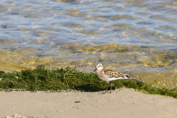 Small fast bird Calidris minuta on the river bank near algae. Ornithology.