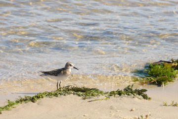 Small fast bird Calidris minuta on the river bank on a sunny summer day.