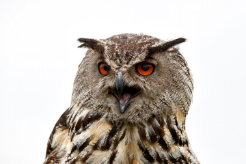 Portrait of a Eurasian Eagle-Owl (Bubo bubo) with his beak open. Gelderland in the Netherlands with a white background
