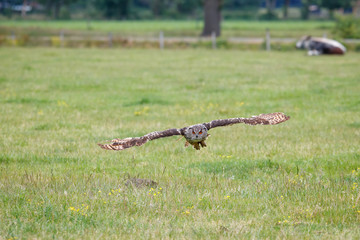 Eurasian Eagle-Owl (Bubo bubo) flying in the meadows in Gelderland  in the Netherlands 