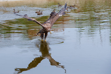 White Tailed Eagle (Haliaeetus albicilla) catching a prey out of the water. Also known as Eurasian sea eagle and white-tailed sea-eagle