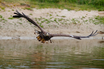 White Tailed Eagle (Haliaeetus albicilla) catching a prey out of the water. Also known as Eurasian sea eagle and white-tailed sea-eagle