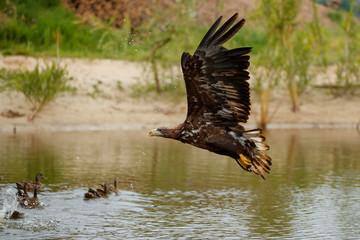 White Tailed Eagle (Haliaeetus albicilla) catching a prey out of the water. Also known as Eurasian sea eagle and white-tailed sea-eagle
