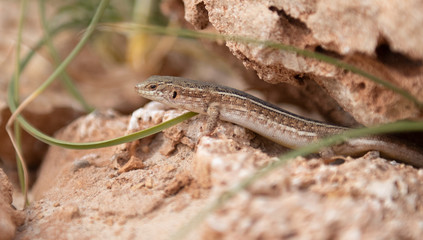 lizard resting, summer holidays Boa Vista Cape Verde 