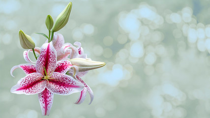 Beautiful bunch of colorful tiger Lily flowers on blurred background. Festive flowers concept. Floral card with flowers