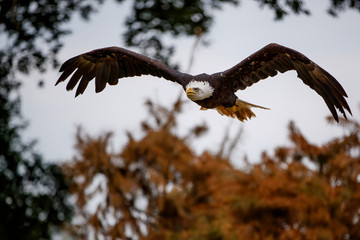 bald eagle / American eagle adult (Haliaeetus leucocephalus) flying high between the trees