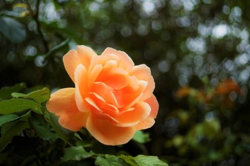 orange rose in garden