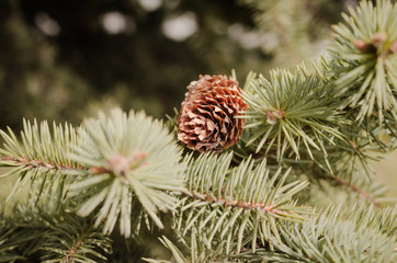pine cones on the tree
