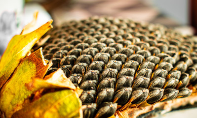Sunflower seeds close up view
