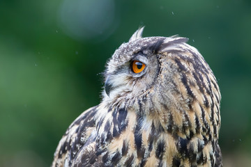 Portrait of a Eurasian Eagle-Owl (Bubo bubo) in the rain. Noord Brabant in the Netherlands with a green background
