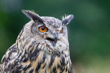 Portrait of a Eurasian Eagle-Owl (Bubo bubo) in the rain. Noord Brabant in the Netherlands with a green background