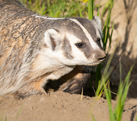 Badger in the wild