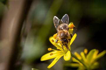 Fototapete bei efototapeten.de bestellen   