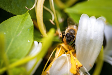 Bee on a white flower collecting pollen and nectar for the hive