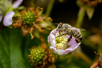 Bee on a white blackberry flower collecting pollen and nectar for the hive