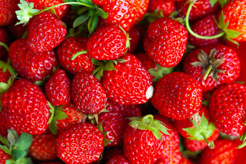 Freshly harvested Red Strawberries, Juicy Strawberries directly above