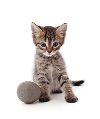 Little gray kitten with a pebble.