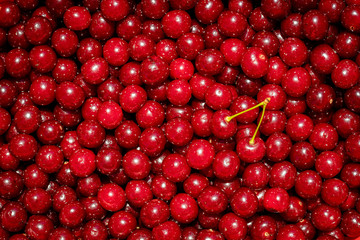 Background of ripe organic sour cherries in the sun