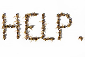 The word "help" spelled with dead bees on a white background