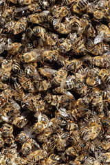 Dead bees covered with dust and mites on an empty honeycomb from a hive in decline, plagued by the Colony collapse disorder and other diseases