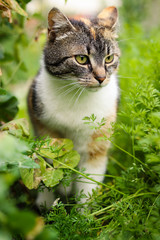 Naklejka na ściany i meble Small scout walks through the tall grass and raspberries and watches what is happening in the garden. Ready to jump on your prey. Feline walks around the garden. Biased expression