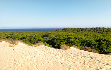 Wide shot of a sand dune next to a pine forest