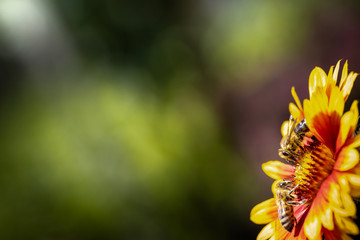 Two working bees on a yellow flower collecting pollen and nectar for the hive