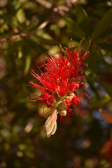 A strange flower of nature