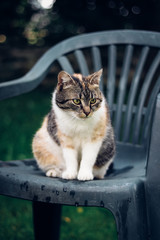 Fun cuckoo from a domestic cat with green eyes sitting on a plastic chair and looking into the garden with interest. Funny look. Face with many expressions. Czech cat