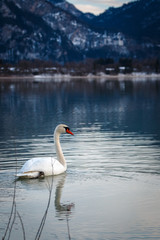 Schwimmender Schwan im Forggensee