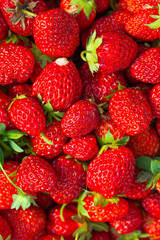 Freshly harvested Red Strawberries, Juicy Strawberries directly above