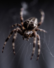 macro close up of a arachnid spider on a web