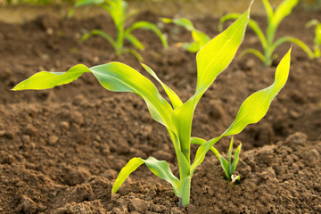 Young green corn clos-up bushes growing on the field, blurred natural background. Sustainable corn cultivation. Eco-friendly cultivation of eco plants. Growing healthy food outdoors, no pesticides