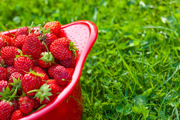 Fresh ripe juicy strawberries on the red bowl on a grass background