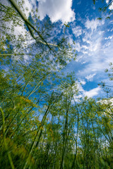 Fresh dill (Anethum graveolens) growing in the garden