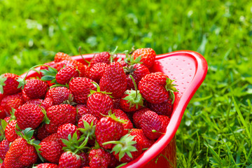 Fresh ripe juicy strawberries on the red bowl on a grass background