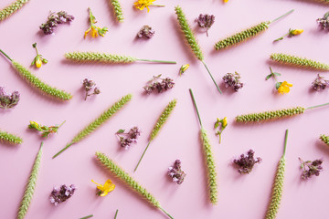 Top view of green spikelets and flowers pattern on a pink background. Summer, herbs, nature concept